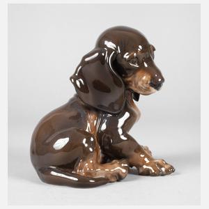 Rosenthal Dackelwelpe