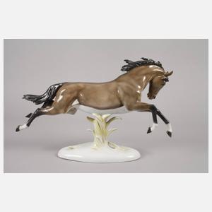 Rosenthal springender Hengst