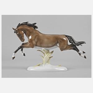 Rosenthal springender Hengst