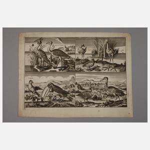 Gerhard Altzenbach, Konvolut Vogeldarstellungen