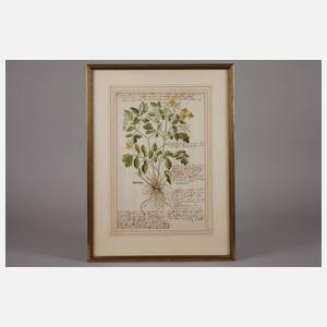 Prof. Dr. Leonhart von Fuchs, Kräuterbuchseiten