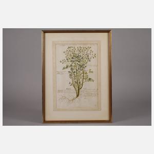 Prof. Dr. Leonhart von Fuchs, Kräuterbuchseiten