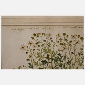 Prof. Dr. Leonhart von Fuchs, Kräuterbuchseiten