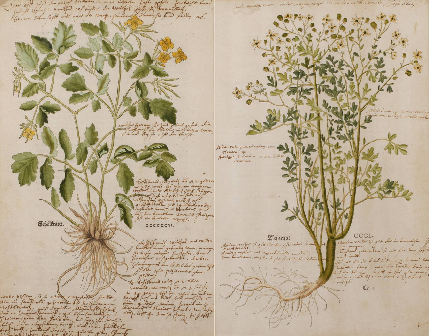 Prof. Dr. Leonhart von Fuchs, Kräuterbuchseiten