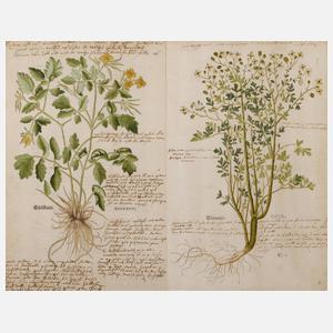 Prof. Dr. Leonhart von Fuchs, Kräuterbuchseiten