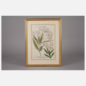 Johann Wilhelm Weinmann, Oleanderdarstellung