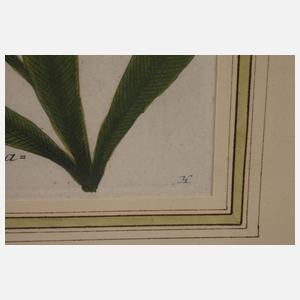 Johann Wilhelm Weinmann, Oleanderdarstellung