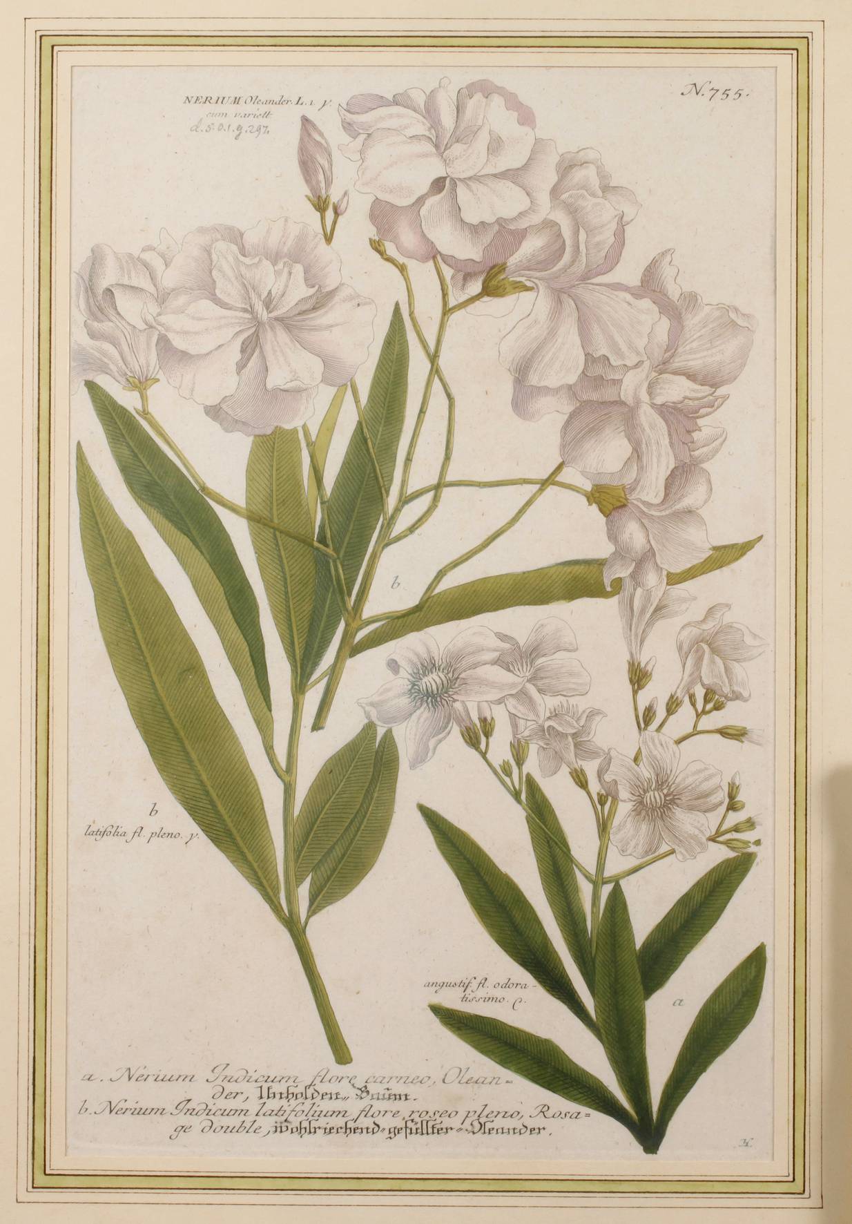 Johann Wilhelm Weinmann, Oleanderdarstellung