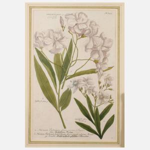 Johann Wilhelm Weinmann, Oleanderdarstellung