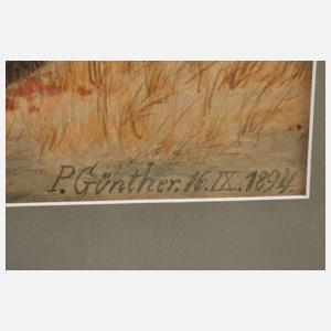 P. Günther, Wildschweine im Wald