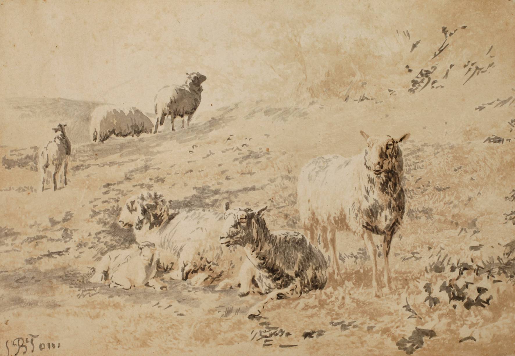 Jan Bedijs Tom, Schafherde auf der Weide