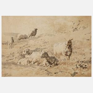 Jan Bedijs Tom, Schafherde auf der Weide