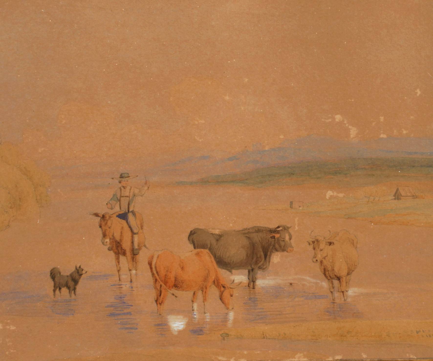 Kühe in der Schwemme
