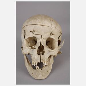 Menschlicher Schädel