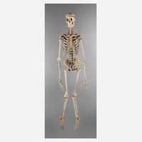 Anatomiemodell des menschlichen Skeletts111