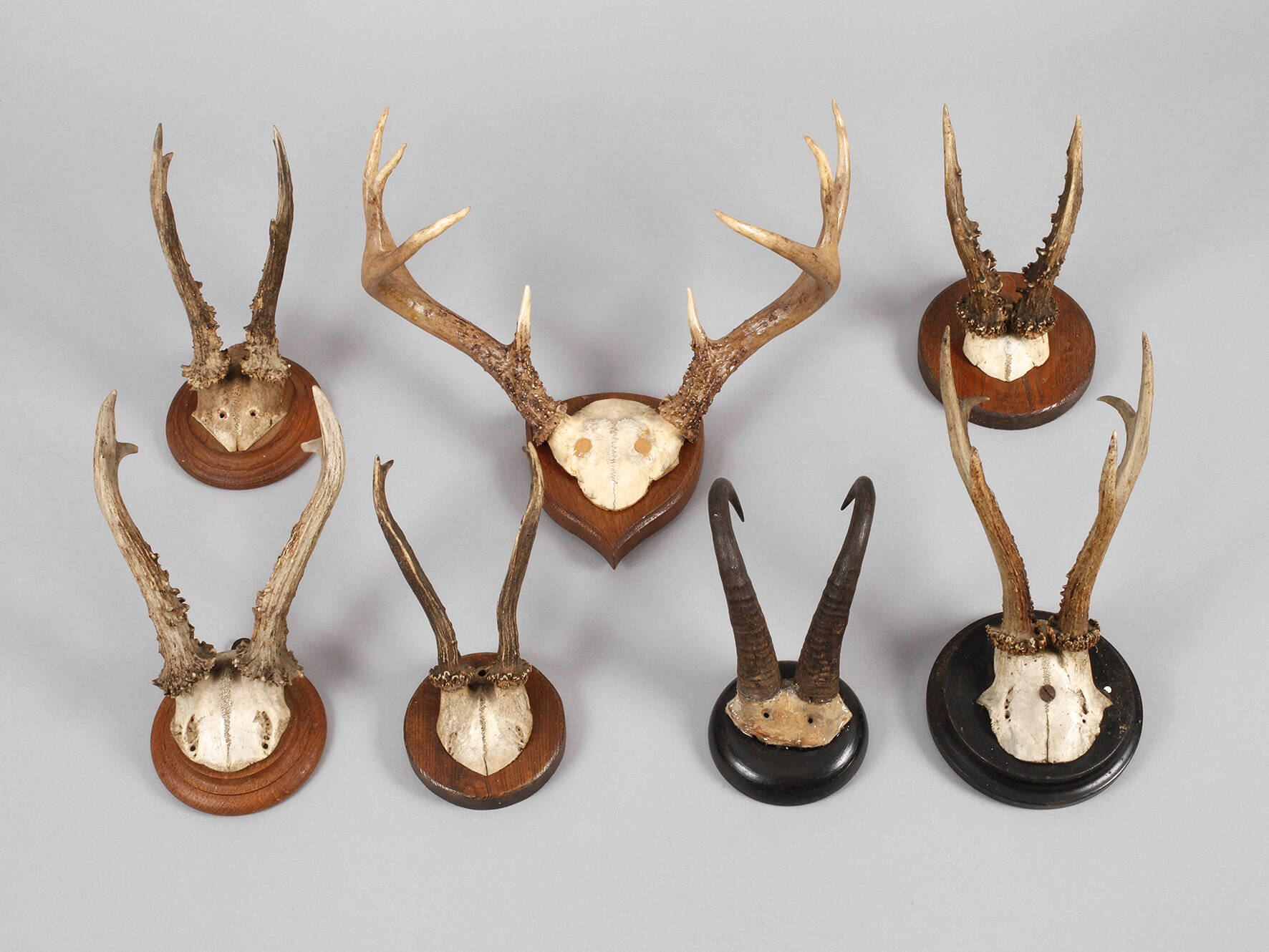 Konvolut Jagdtrophäen
