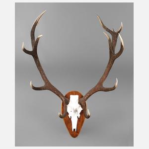 Große Jagdtrophäe