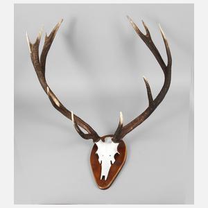 Große Jagdtrophäe