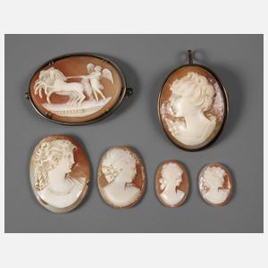 Sammlung Muschelkameen