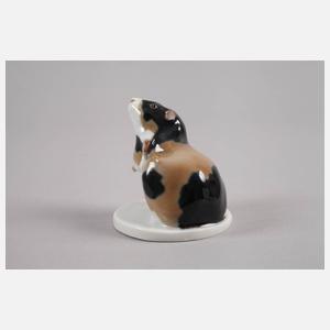 Meissen "Meerschweinchen, sich kratzend"