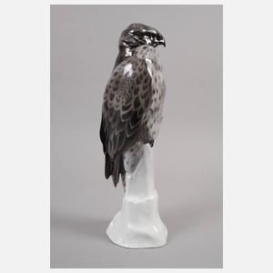 Rosenthal großer Bussard auf Felsen