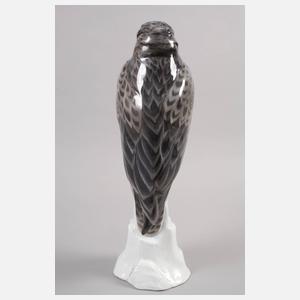 Rosenthal großer Bussard auf Felsen