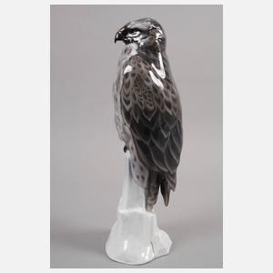 Rosenthal großer Bussard auf Felsen