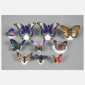 Kleine Schmetterlingssammlung