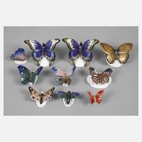 Kleine Schmetterlingssammlung111