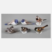 Kleine Vogelsammlung111