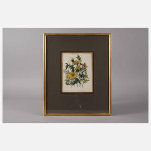 Jane Webb Loudon, vier dekorative Blumenstücke