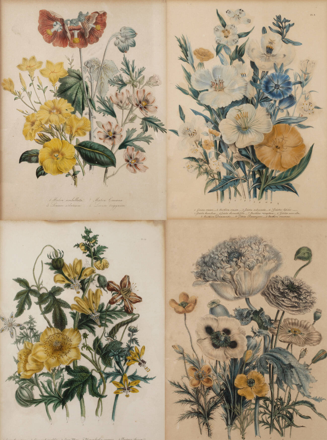 Jane Webb Loudon, vier dekorative Blumenstücke