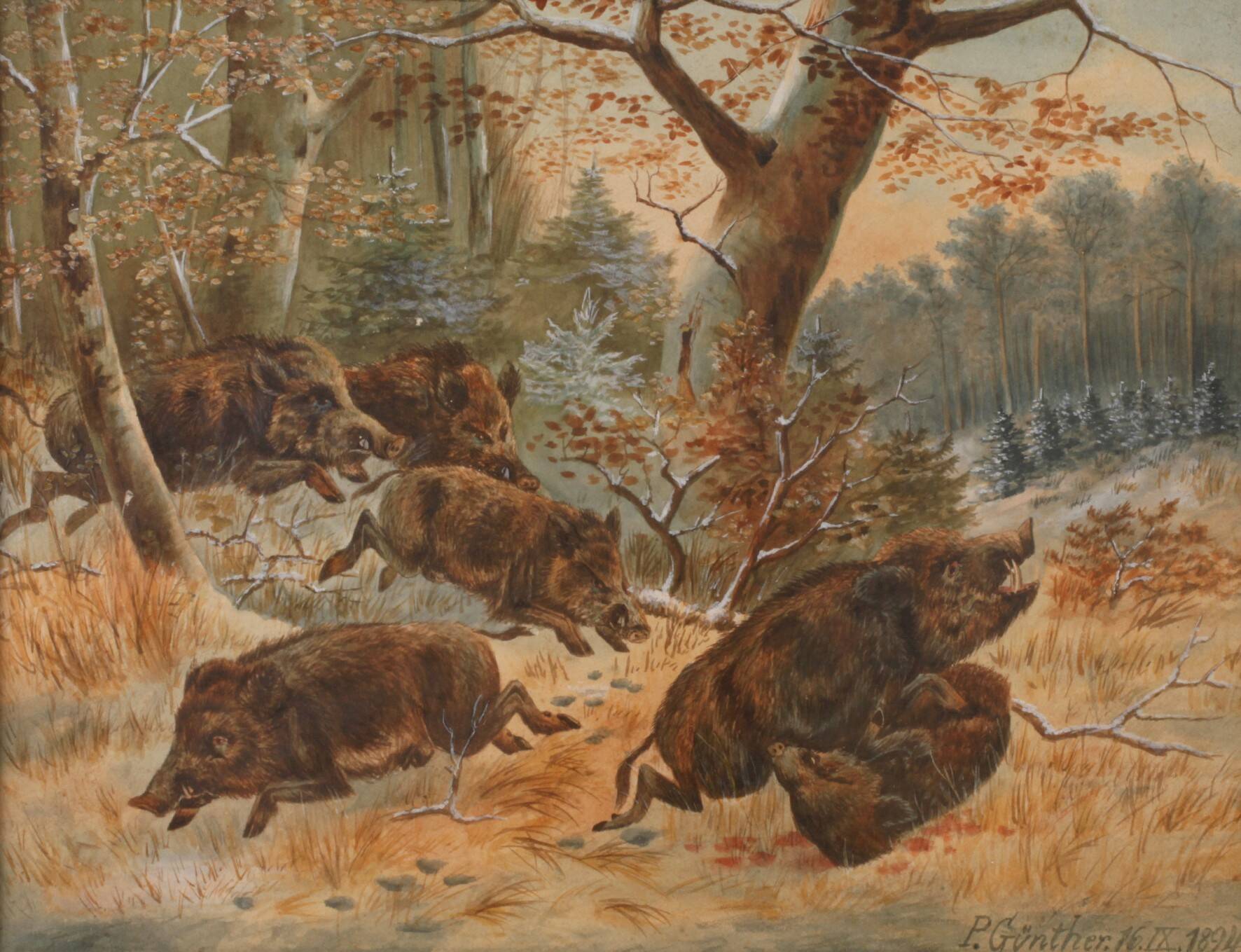 P. Günther, Wildschweine im Wald