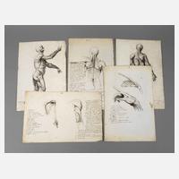 Konvolut anatomische Studienblätter111