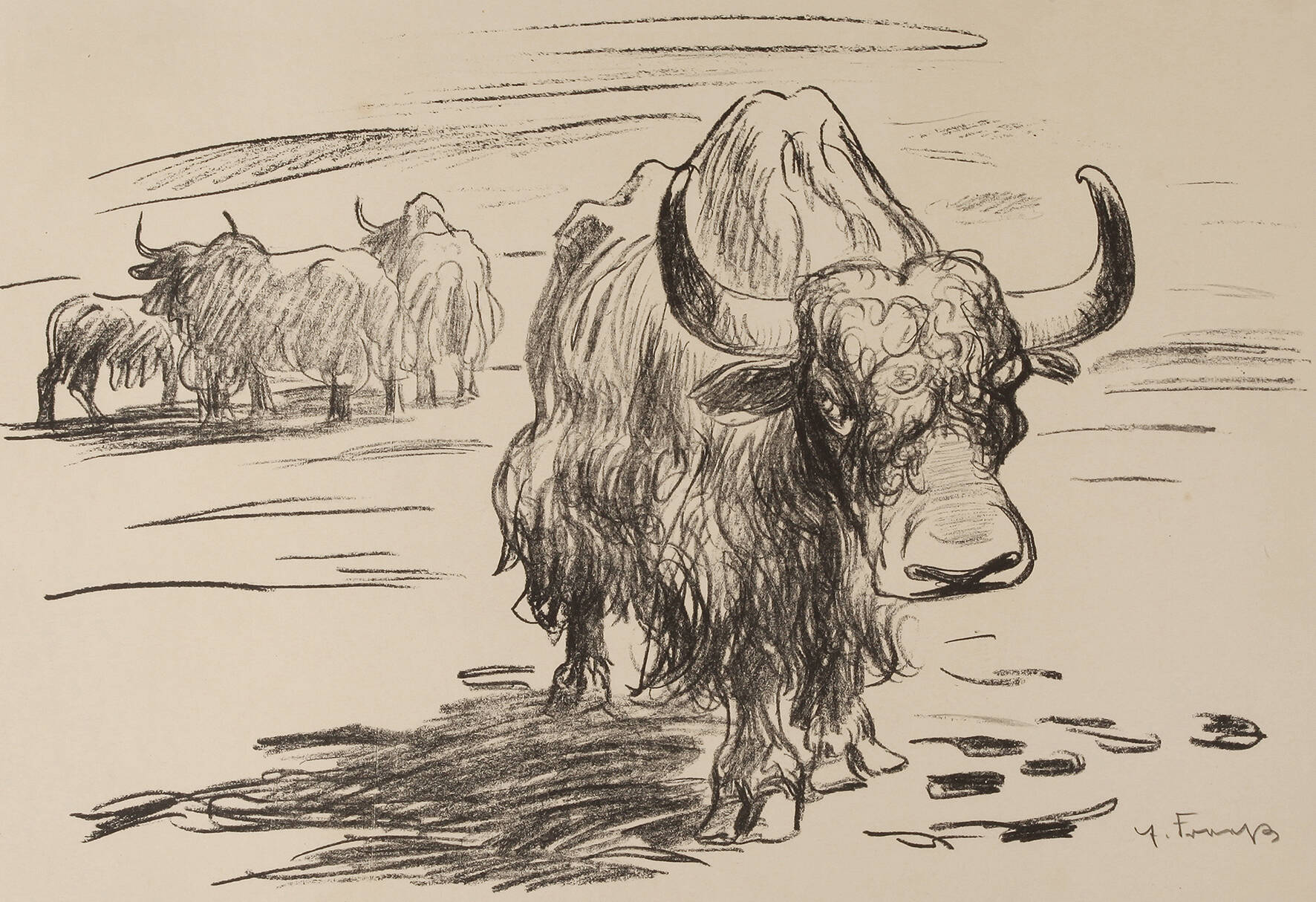 Prof. Erich Fraaß, Büffel