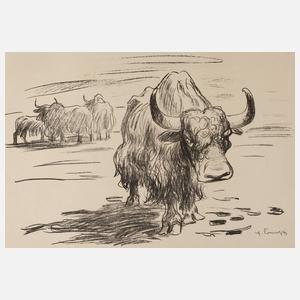 Prof. Erich Fraaß, Büffel