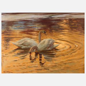 M. Küfer, Schwanenpaar