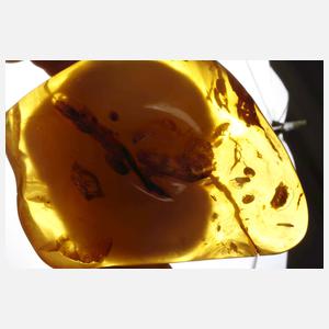 Bernstein Butterscotch