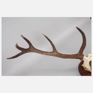 Große Jagdtrophäe