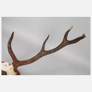 Große Jagdtrophäe