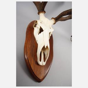 Große Jagdtrophäe