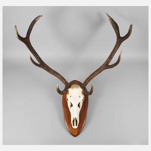 Große Jagdtrophäe