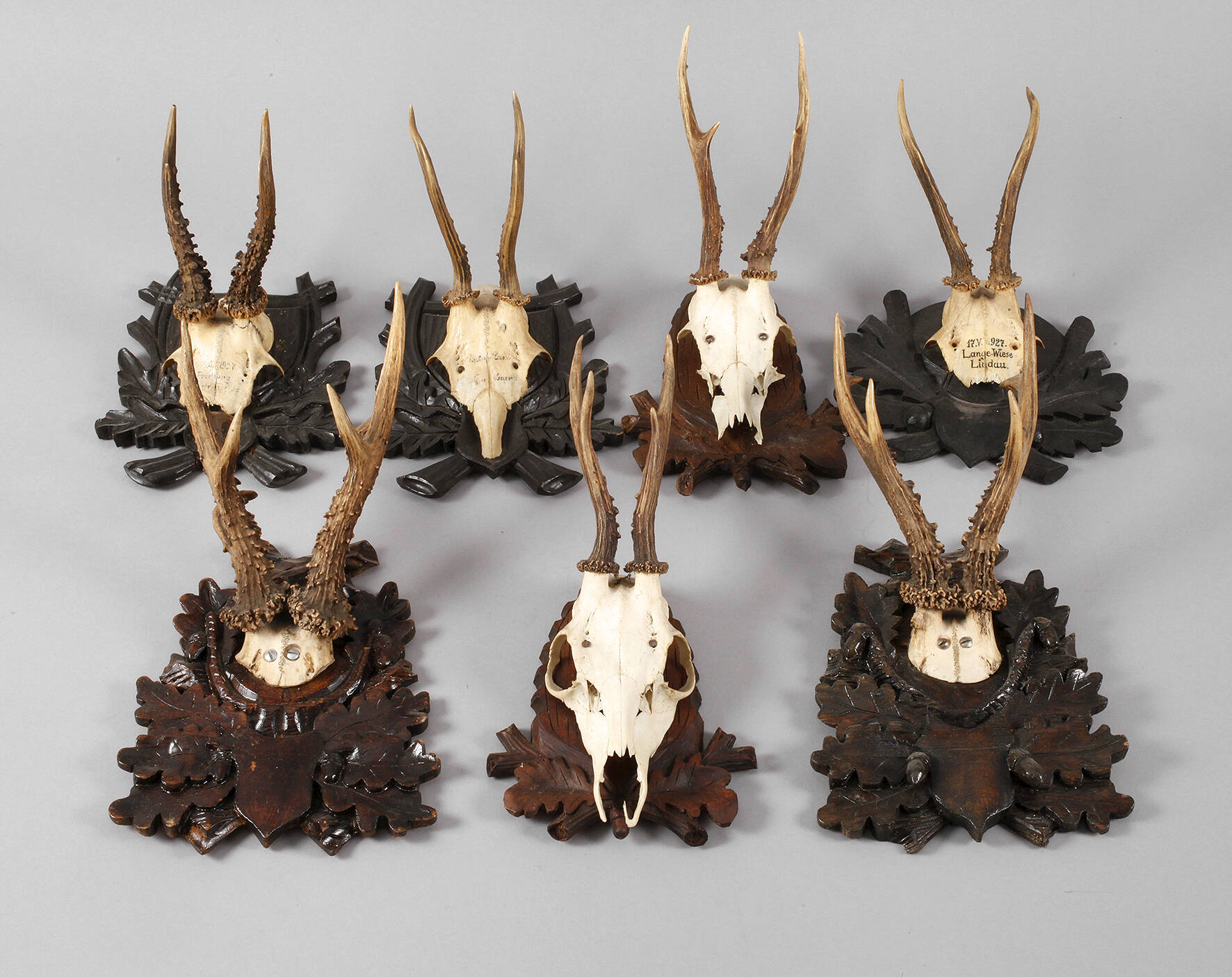 Konvolut Jagdtrophäen