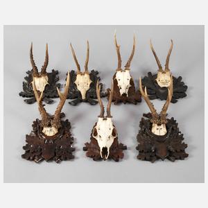 Konvolut Jagdtrophäen