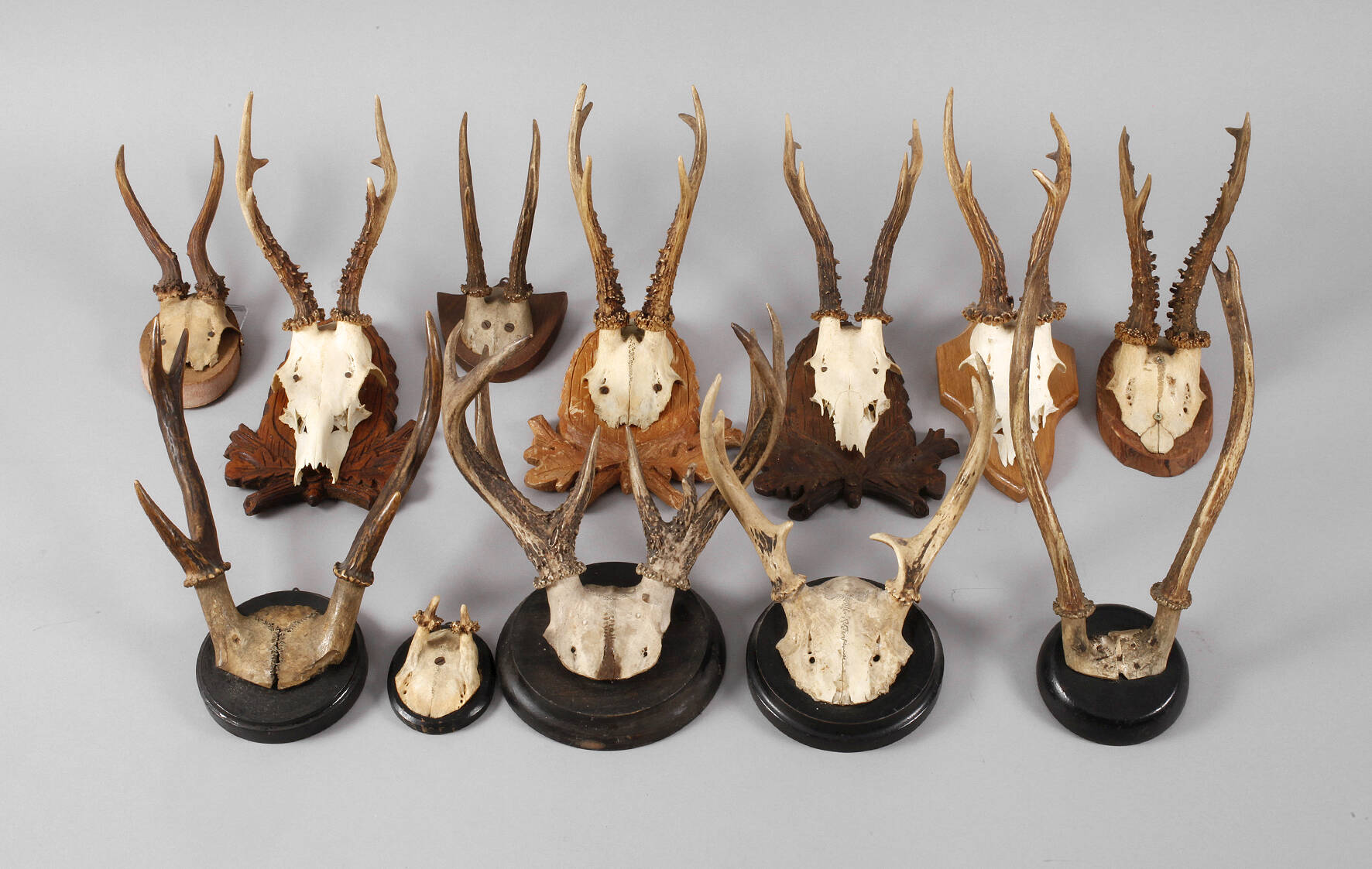 Konvolut Jagdtrophäen