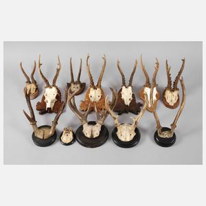 Konvolut Jagdtrophäen