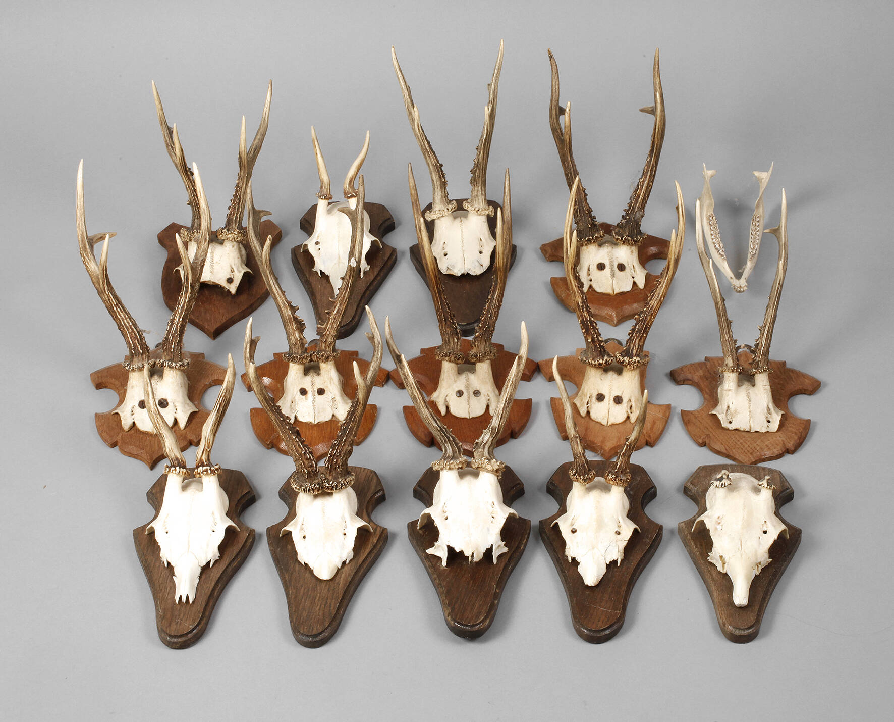 Konvolut Jagdtrophäen