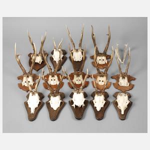 Konvolut Jagdtrophäen