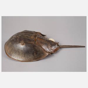 Panzer eines Pfeilschwanzkrebses