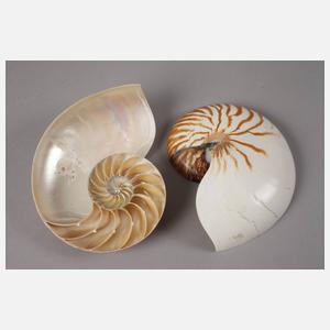 Panzer eines Pfeilschwanzkrebses